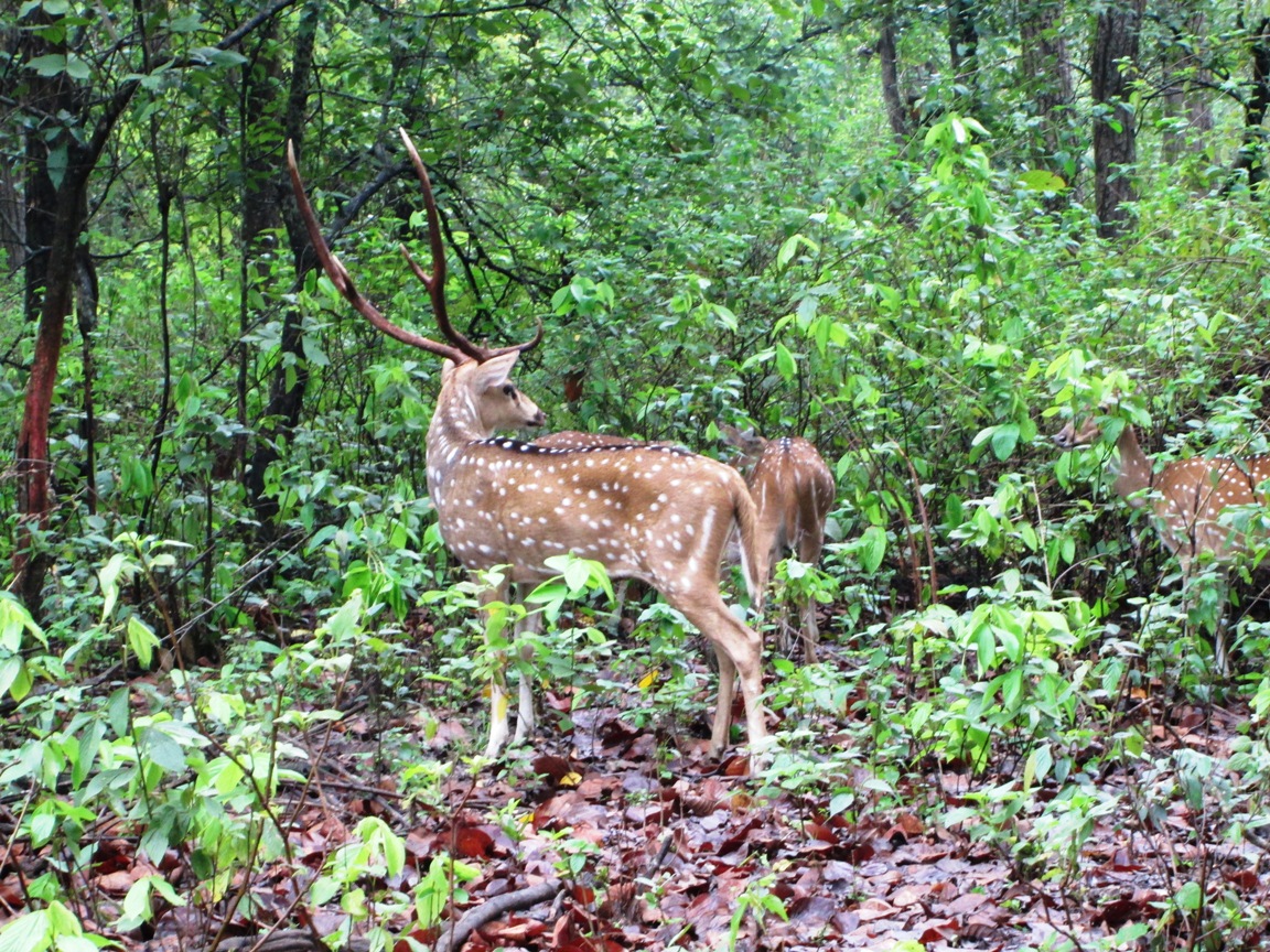 A chital deer at Bandhavgarh Tiger Reserve